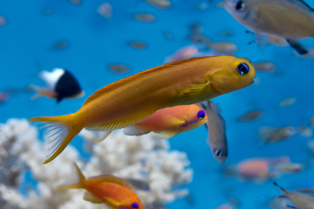 Midas Blenny