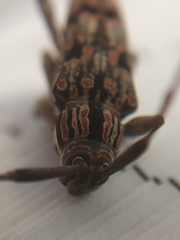 Colobothea rubroornata