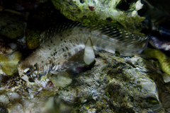 Istiblennius edentulus