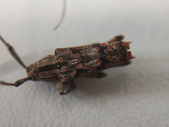 Colobothea rubroornata