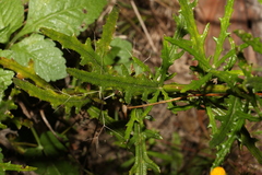 Senecio hispidulus