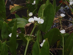 Echinodorus cordifolius