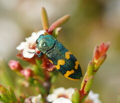 Castiarina dimidiata