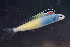 Plagiotremus townsendi