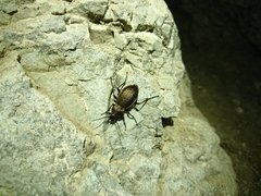 Carabus sylvestris