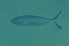 Caesio caerulaurea