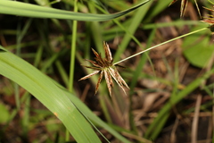 Cyperus congestus