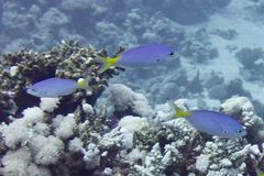 Caesio lunaris