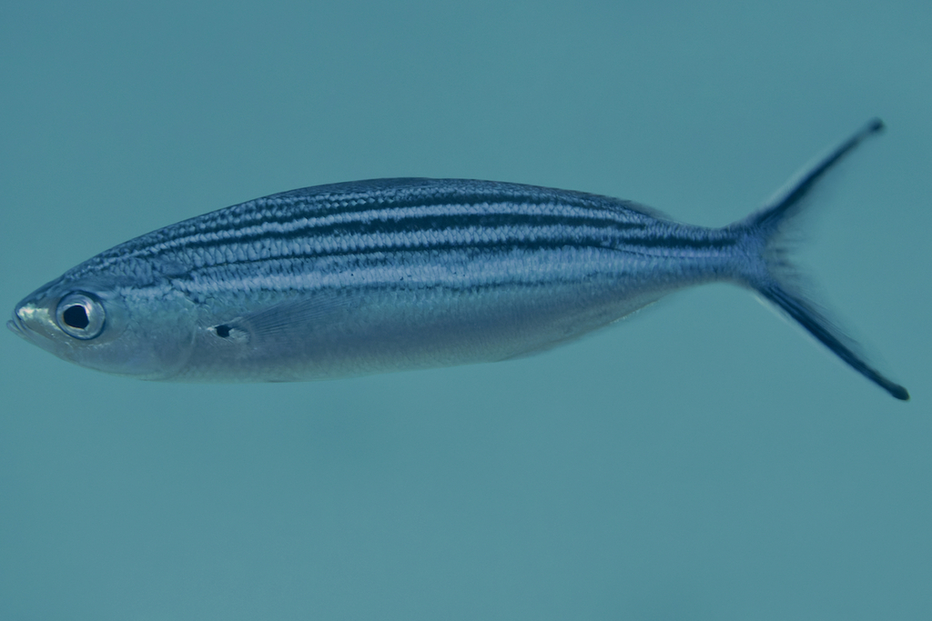 Striated Fusilier