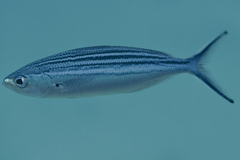 Caesio striata