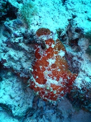 Antennarius commerson