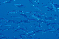 Caesio striata