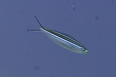 Caesio striata