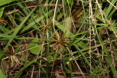 Cyperus congestus