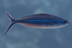 Caesio striata