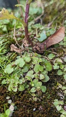Cymbalaria muralis