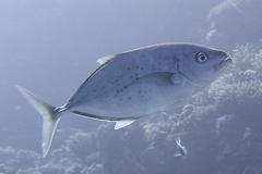 Flavocaranx bajad