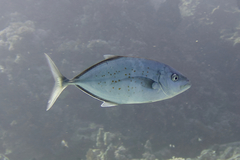 Flavocaranx bajad