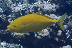 Flavocaranx bajad