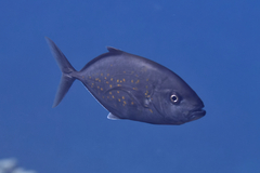 Flavocaranx bajad