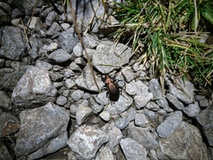 Carabus sylvestris