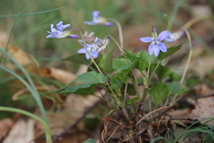 Viola reichenbachiana