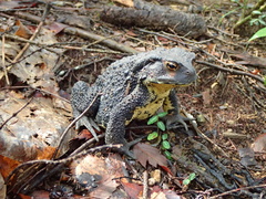 Bufo formosus