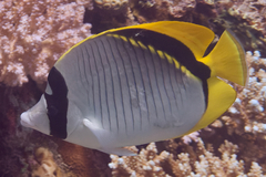 Chaetodon lineolatus