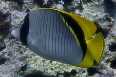 Chaetodon lineolatus