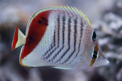Chaetodon paucifasciatus