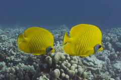 Chaetodon semilarvatus