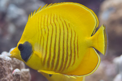 Chaetodon semilarvatus