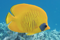 Chaetodon semilarvatus