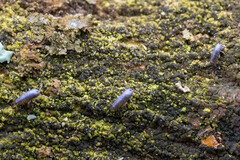 Lepidocyrtus cyaneus