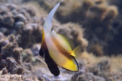 Heniochus intermedius