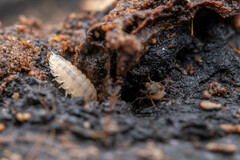 Haplophthalmus danicus