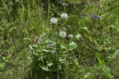 Clematis integrifolia