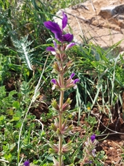 Salvia viridis
