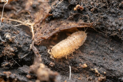 Haplophthalmus danicus