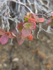 Spiraea beauverdiana