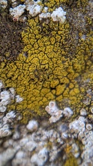 Flavoplaca citrina