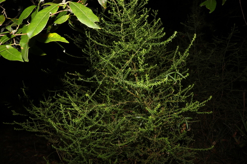 Image of Olearia microphylla by (c) Greg Tasney, some rights reserved (CC BY-SA)