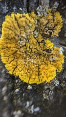 Variospora flavescens