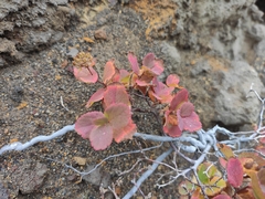 Spiraea beauverdiana