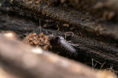 Pogonognathellus longicornis