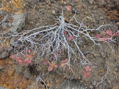 Spiraea beauverdiana