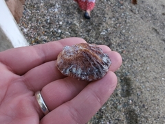 Crucibulum scutellatum