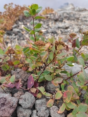 Spiraea beauverdiana