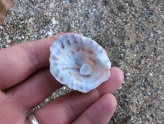 Crucibulum scutellatum