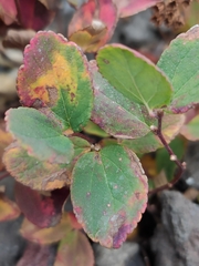 Spiraea beauverdiana